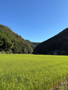 Previous